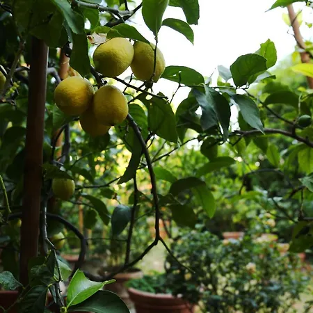 Farm stay Relais Casamassima